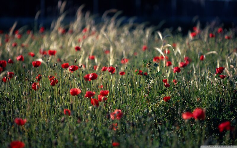 Red poppies in a field