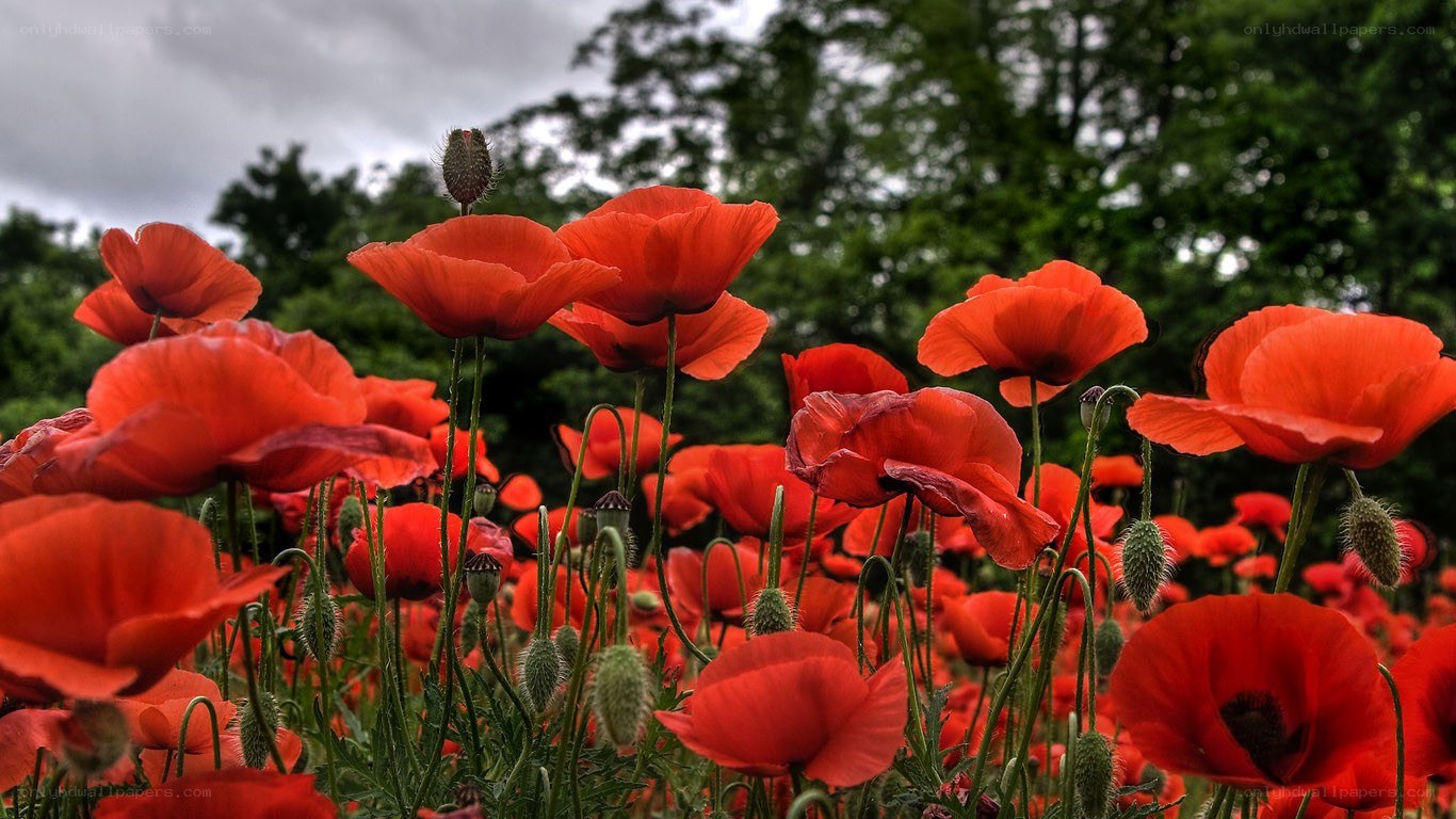 Red poppies in a field