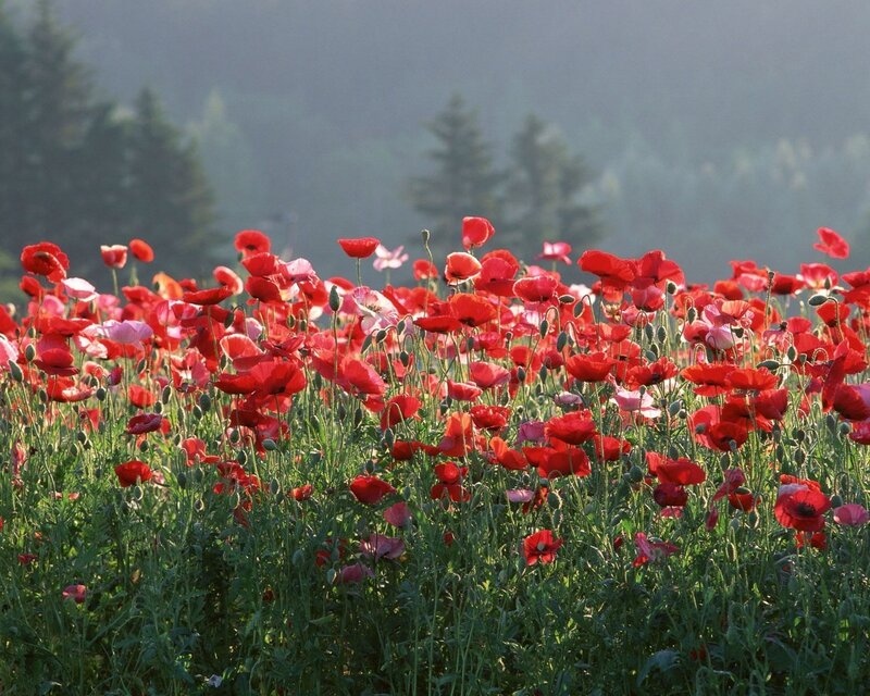 Red poppies in a field