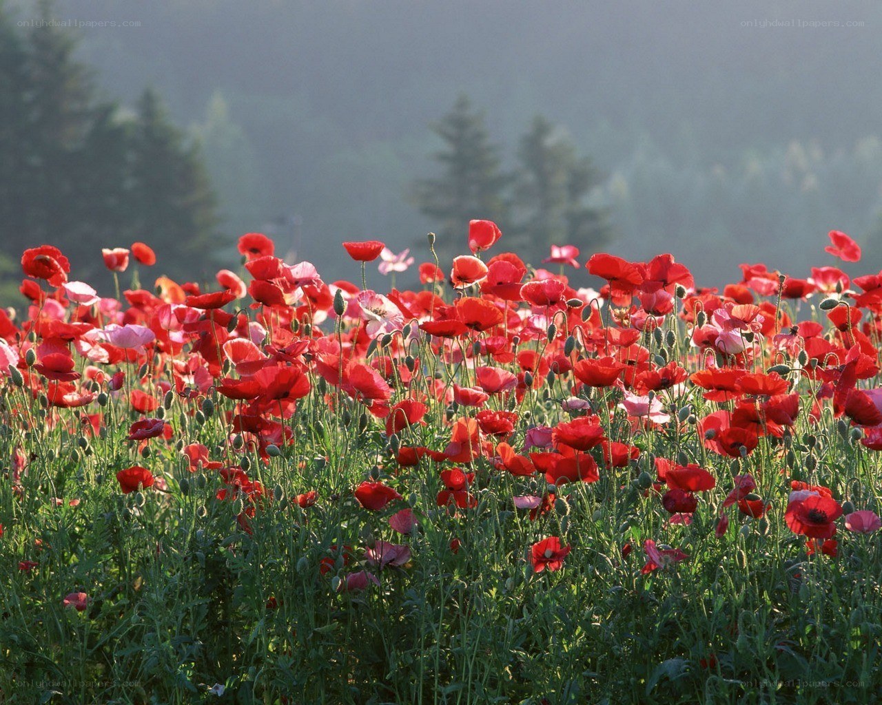 Red poppies in a field