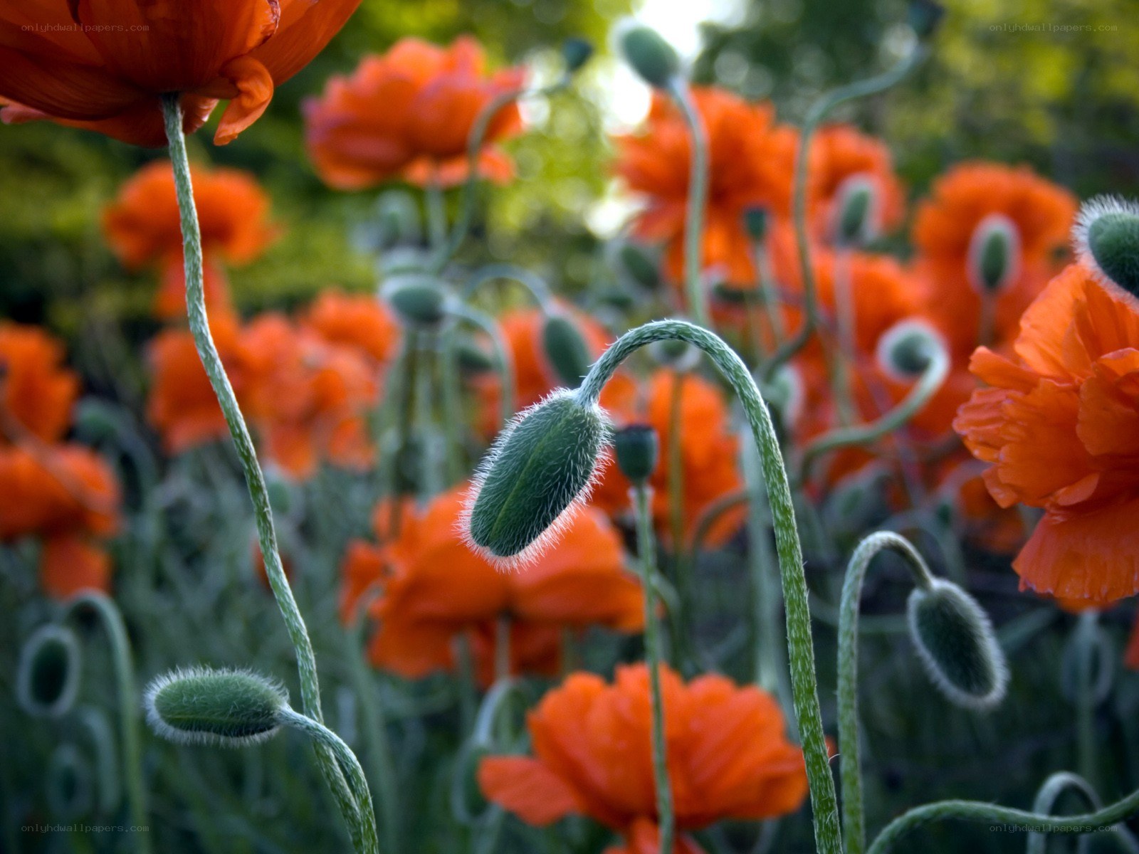 Red poppies in a field