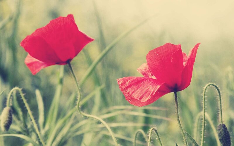 Red poppies in a field