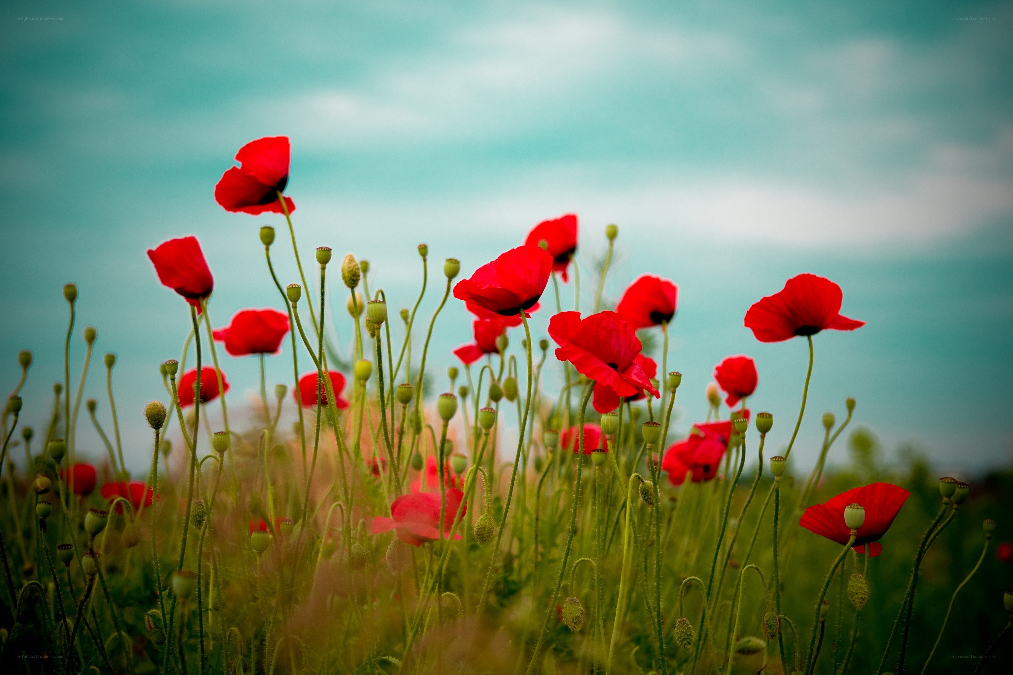 Red poppies in a field