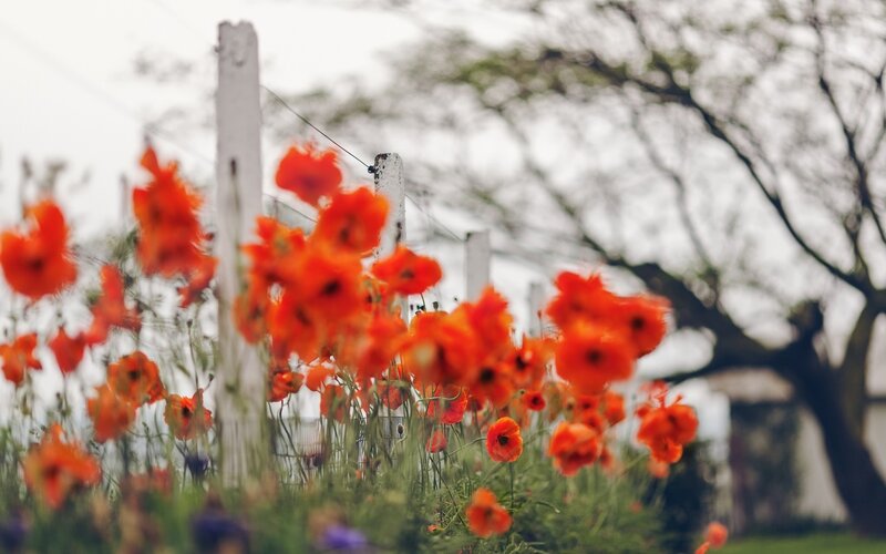Red poppies in a field