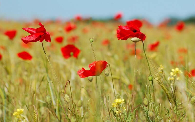 Red poppies in a field