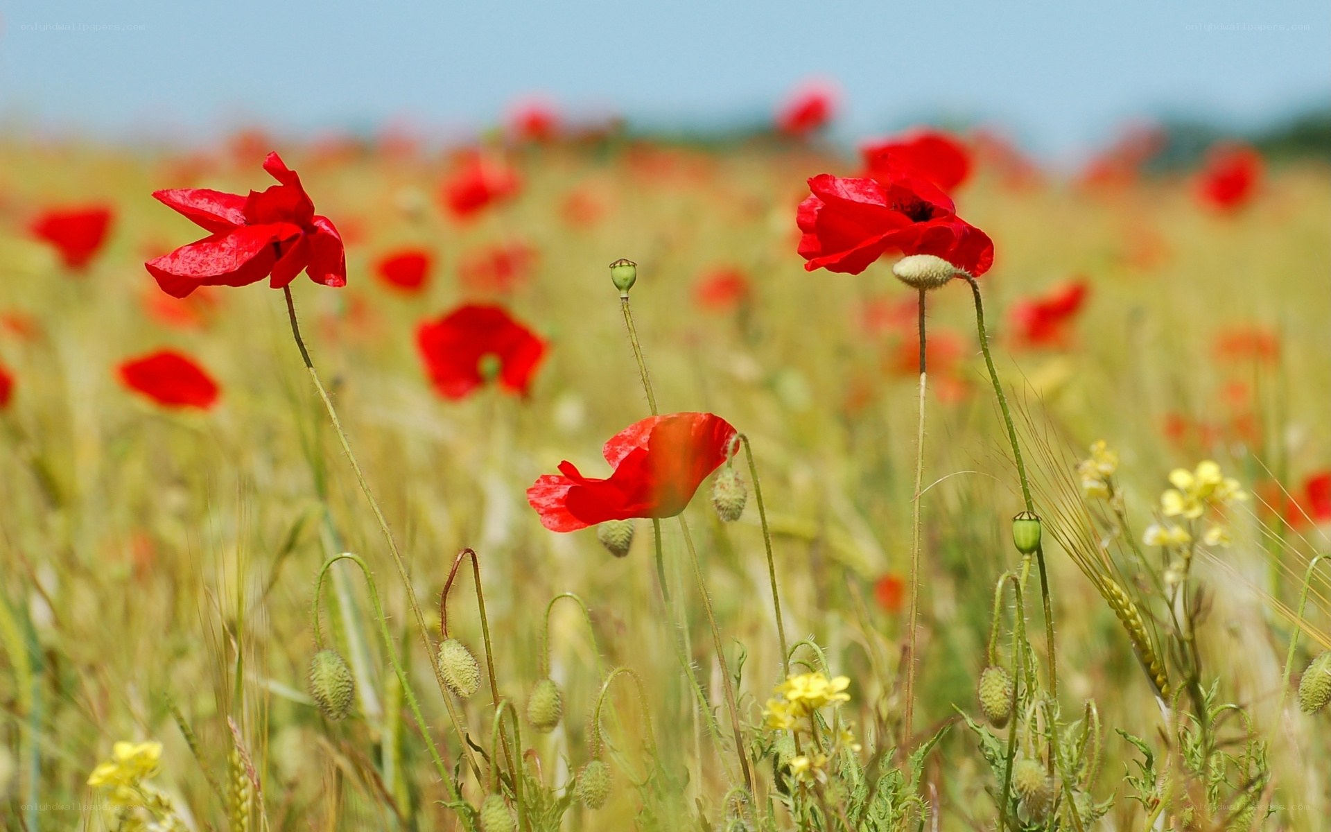 Red poppies in a field