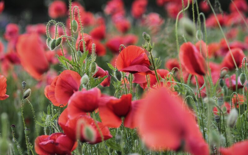 Red poppies in a field