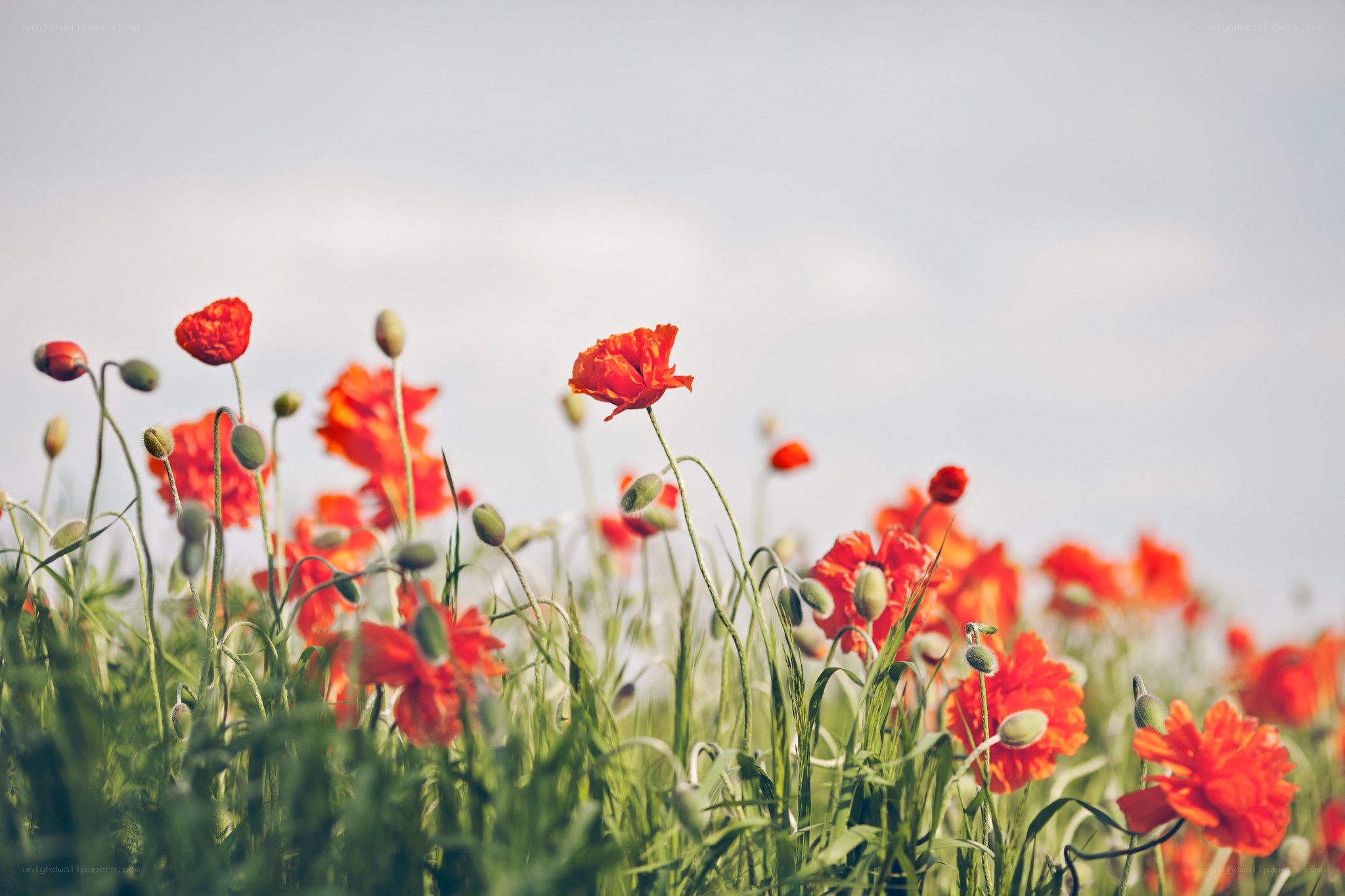 Red poppies in a field