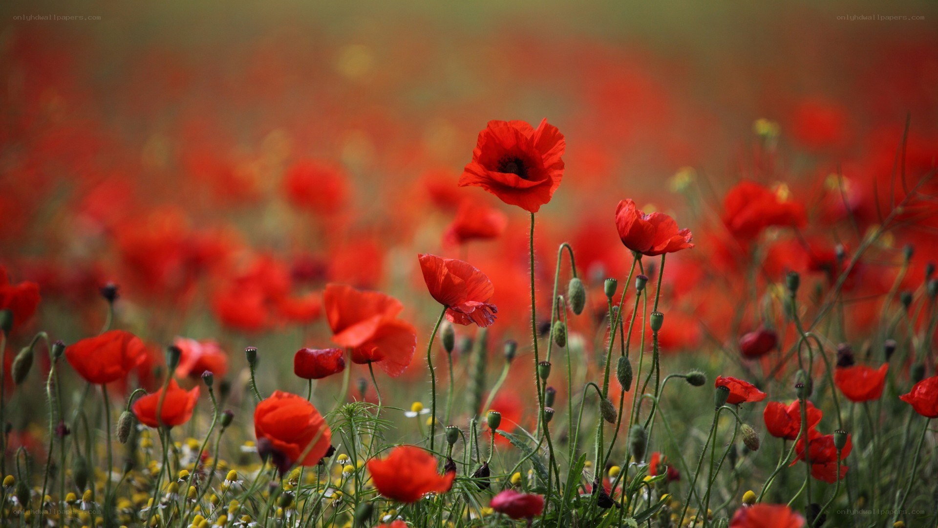 Red poppies in a field