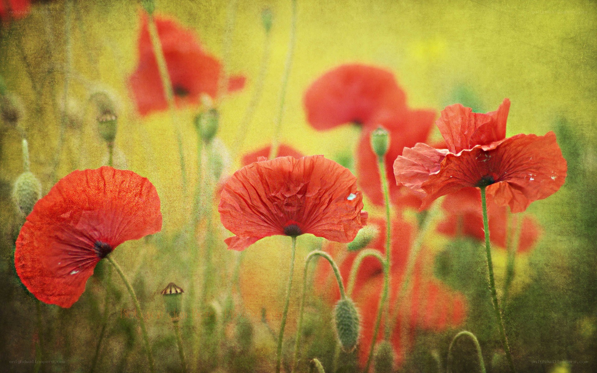 Red poppies in a field