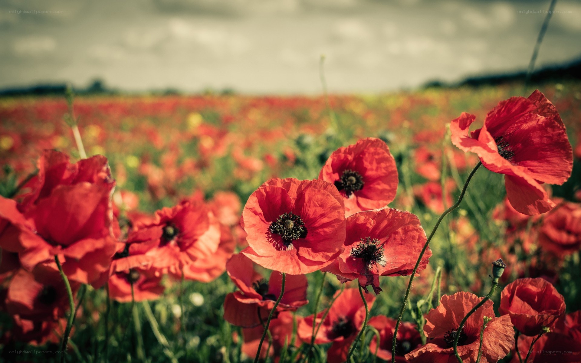 Red poppies in a field