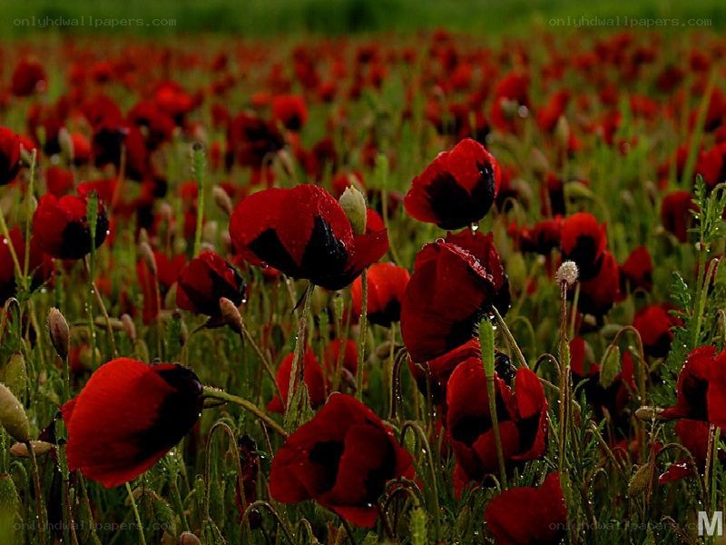 Red poppies in a field