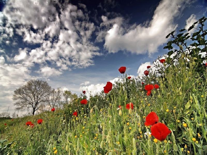 Red poppies in a field