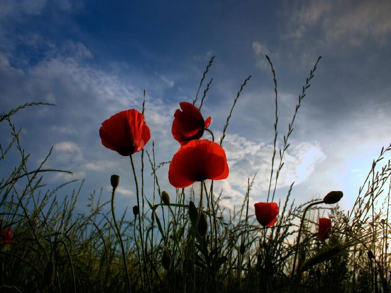 Red poppies in a field