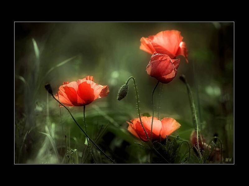 Red poppies in a field
