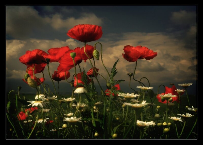 Red poppies in a field