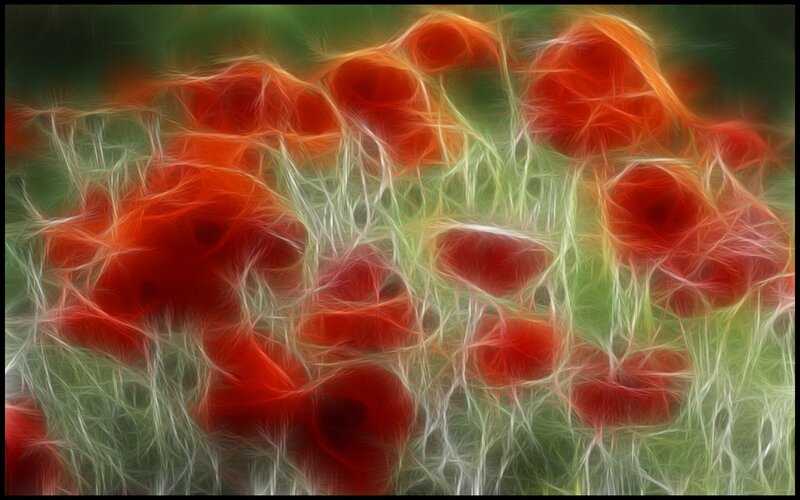 Red poppies in a field
