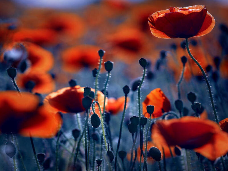 Red poppies in a field