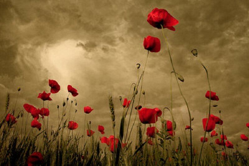 Red poppies in a field