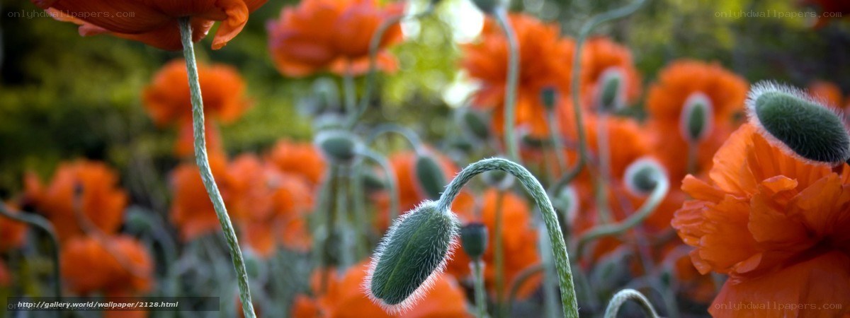 Red poppies in a field