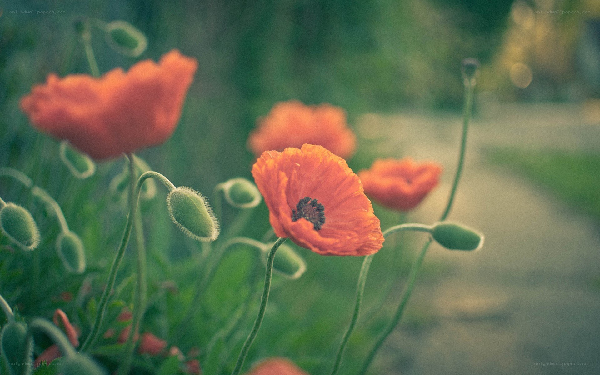 Red poppies in a garden