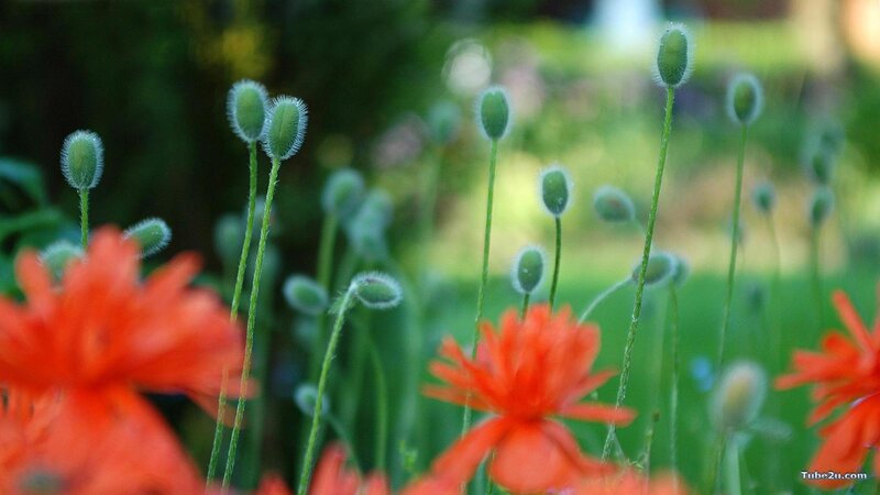 Red poppies in a garden