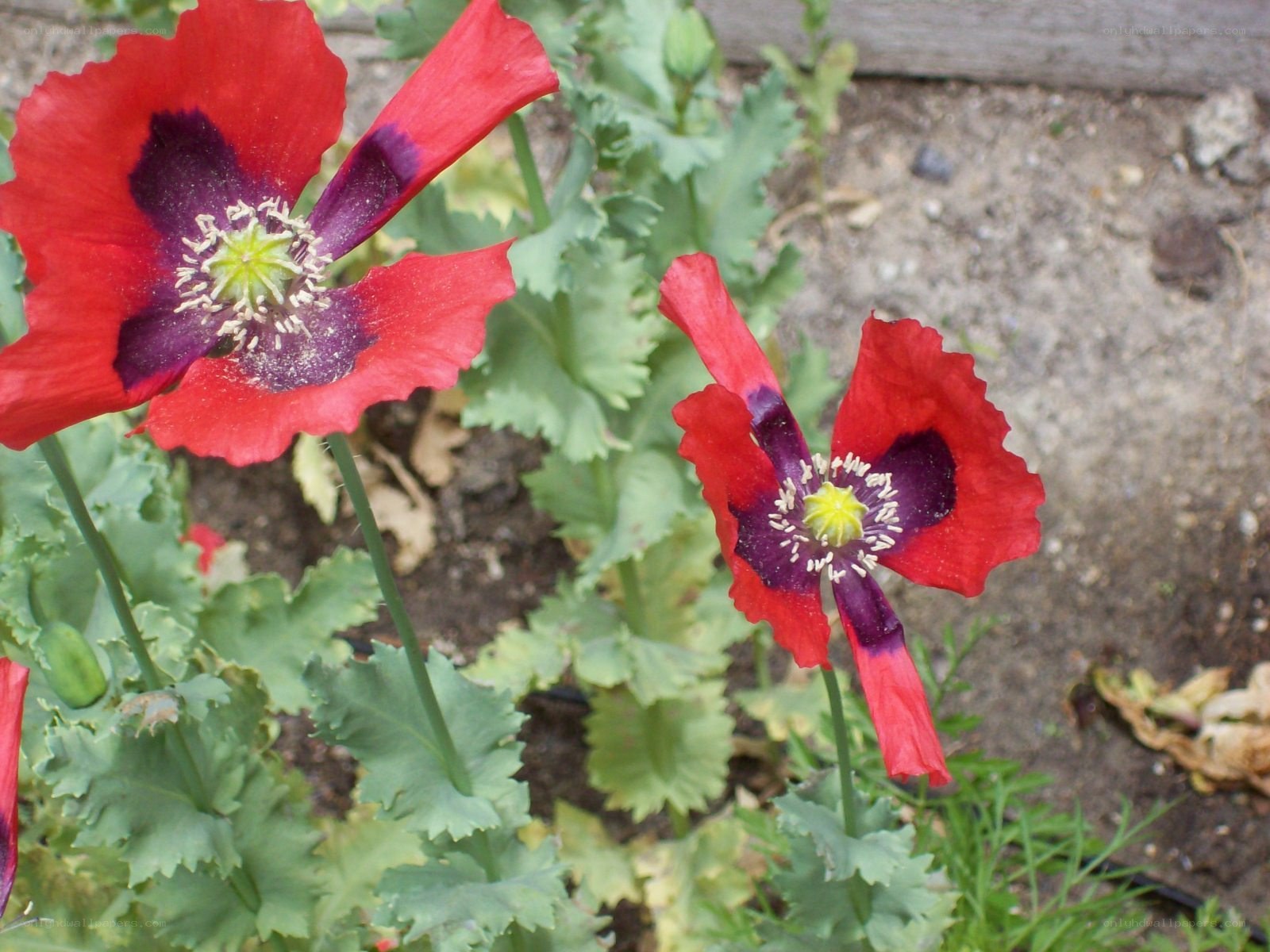 Red poppies in a garden