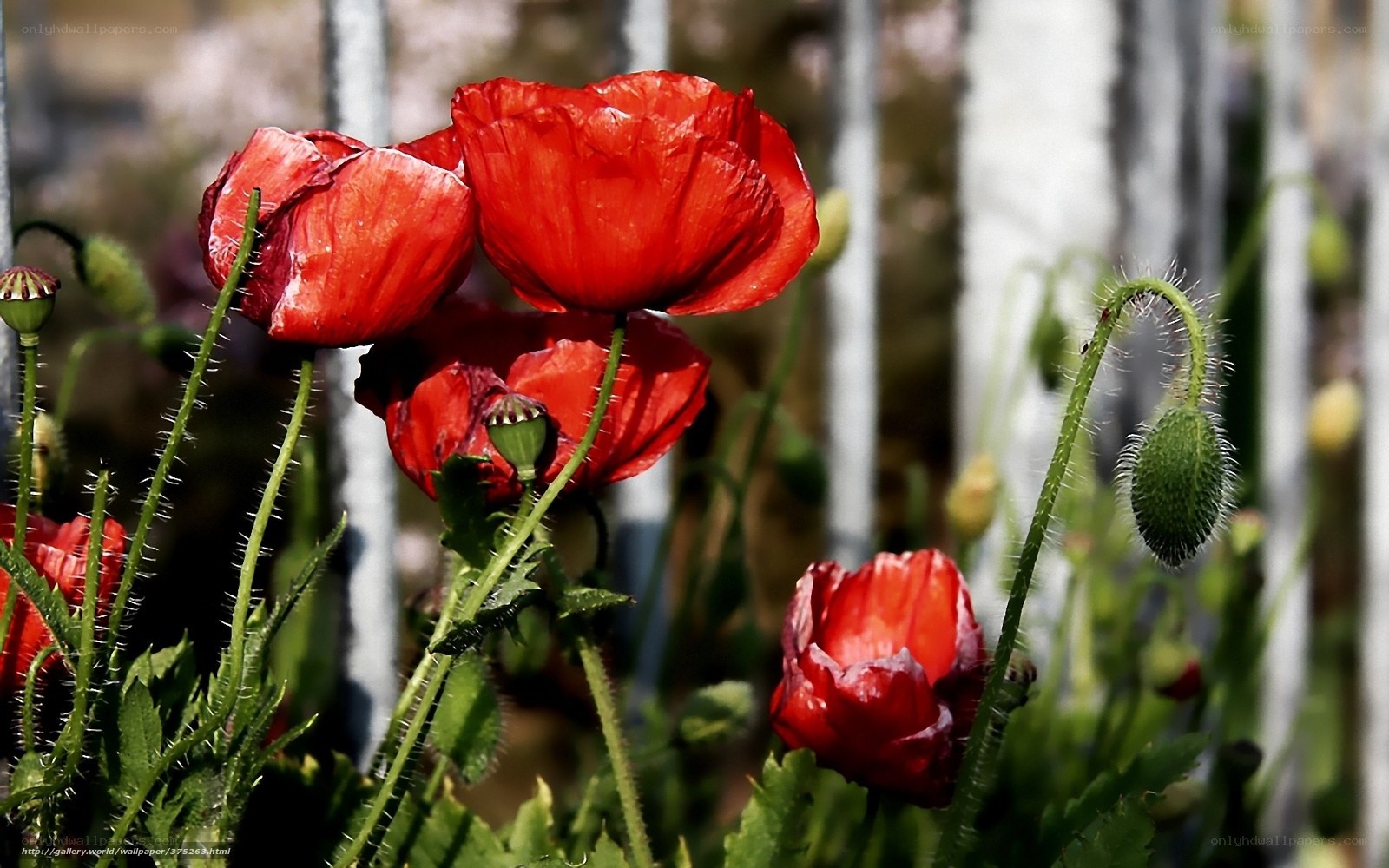 Red poppies in a garden