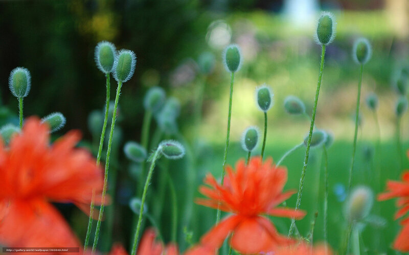 Red poppies in a garden