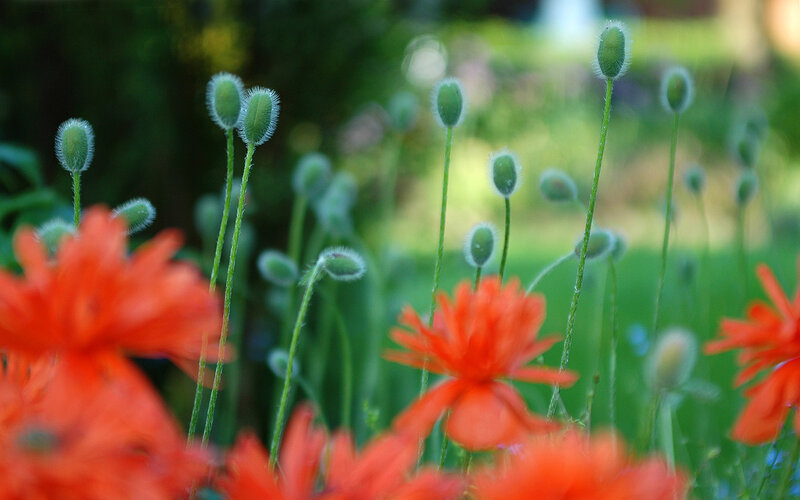 Red poppies in a garden