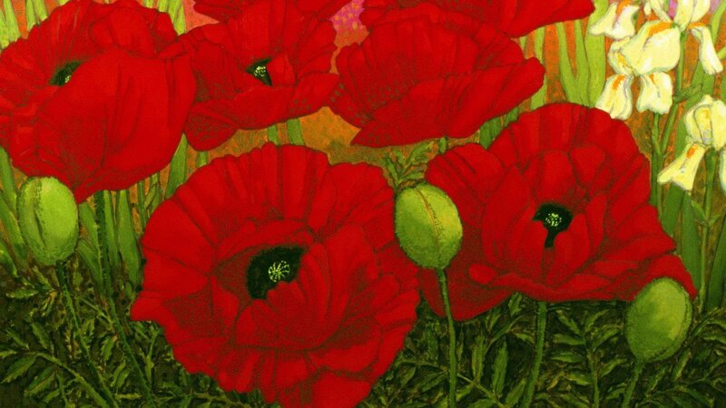 Red poppies in a garden