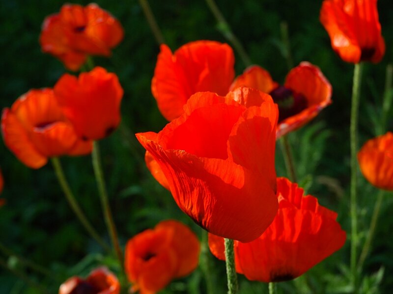 Red poppies in a garden