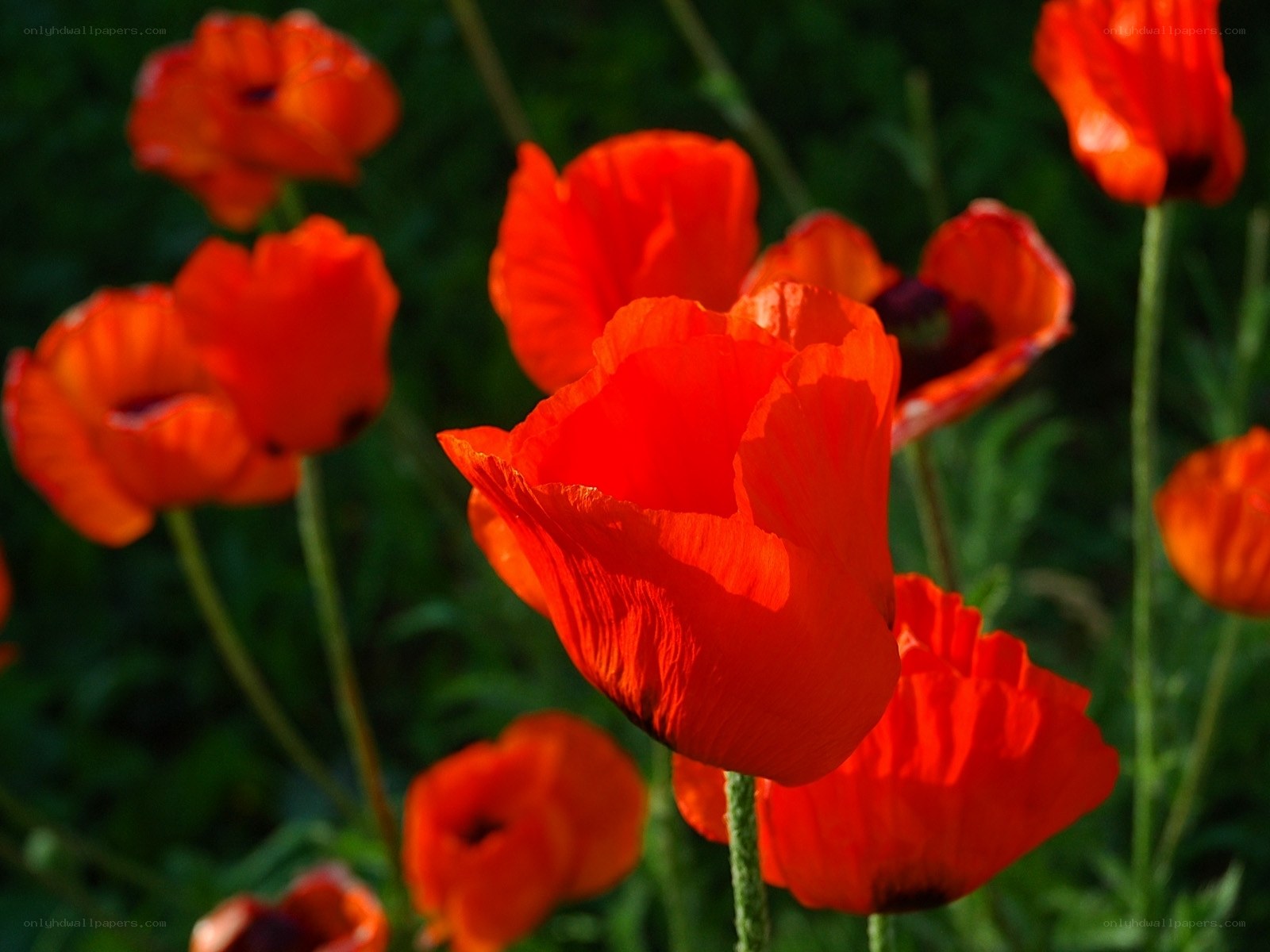Red poppies in a garden