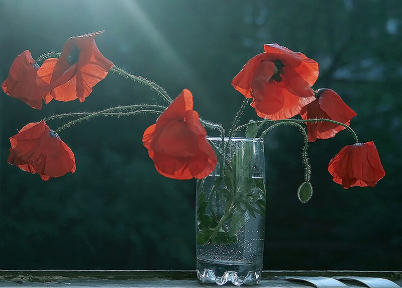 Red poppies in a glass vase