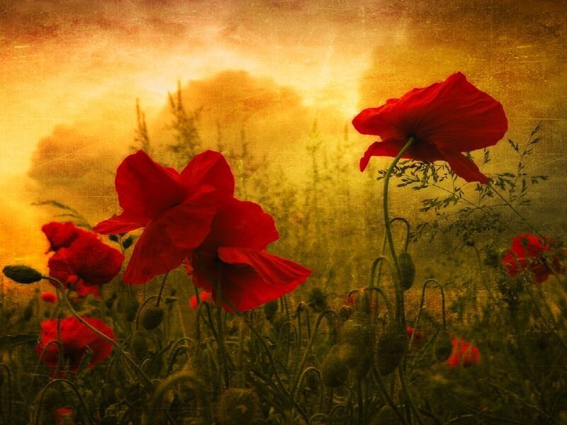 Red poppies in a golden field