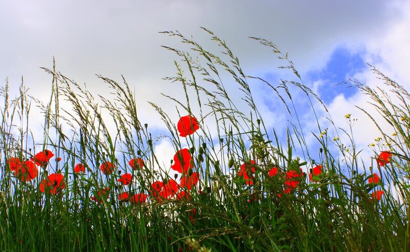 Red poppies in a grassy field