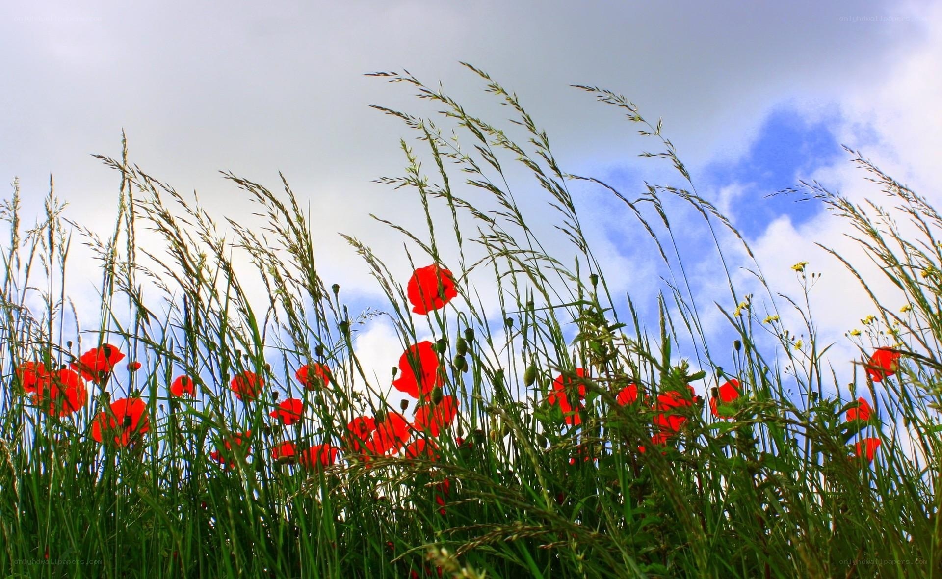 Red poppies in a grassy field