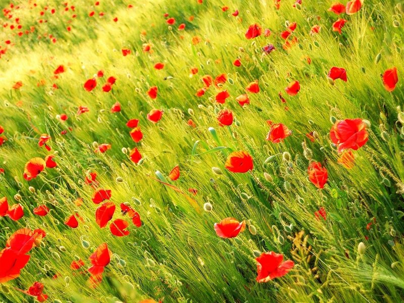 Red poppies in a green field
