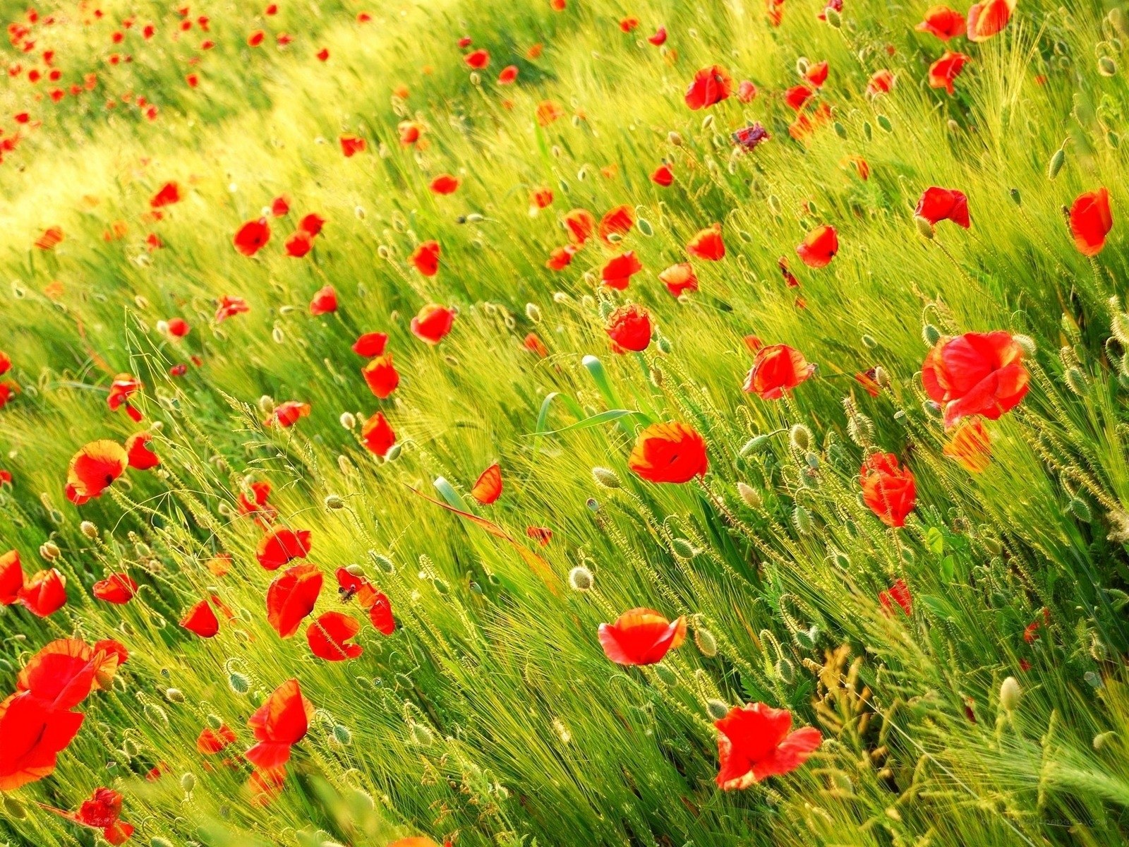 Red poppies in a green field