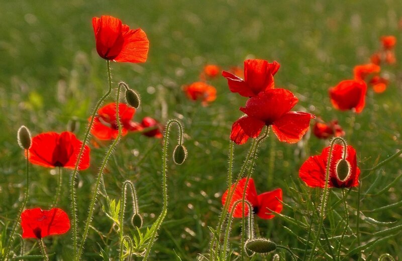 Red poppies in a green field