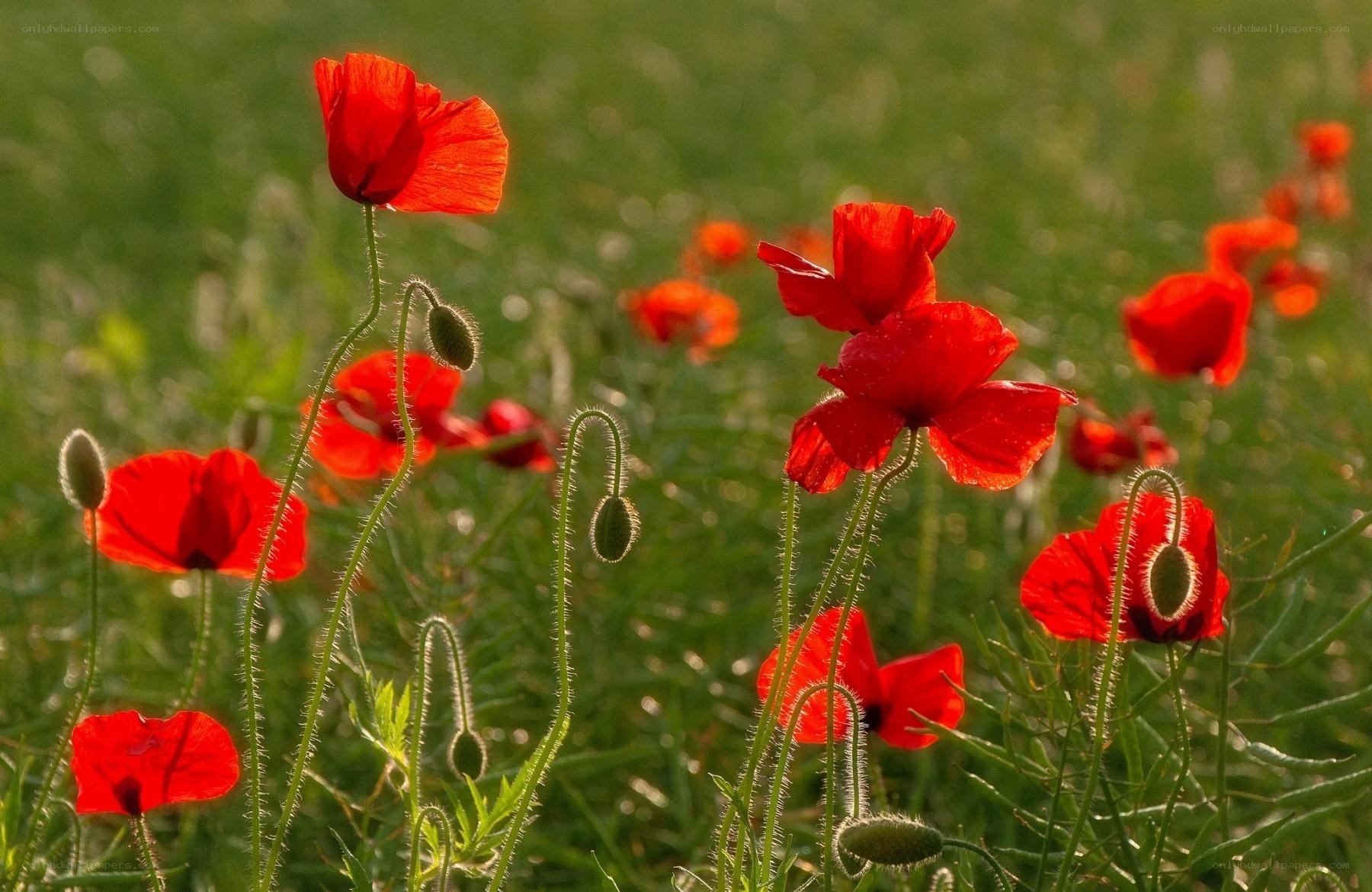 Red poppies in a green field