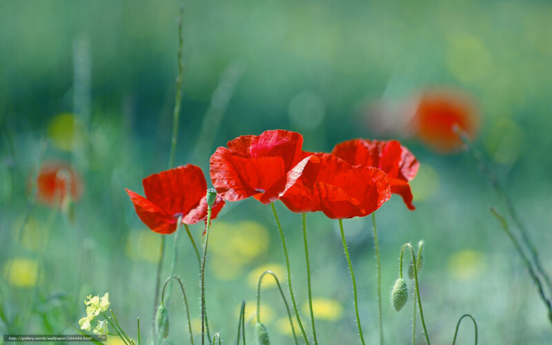 Red poppies in a green field