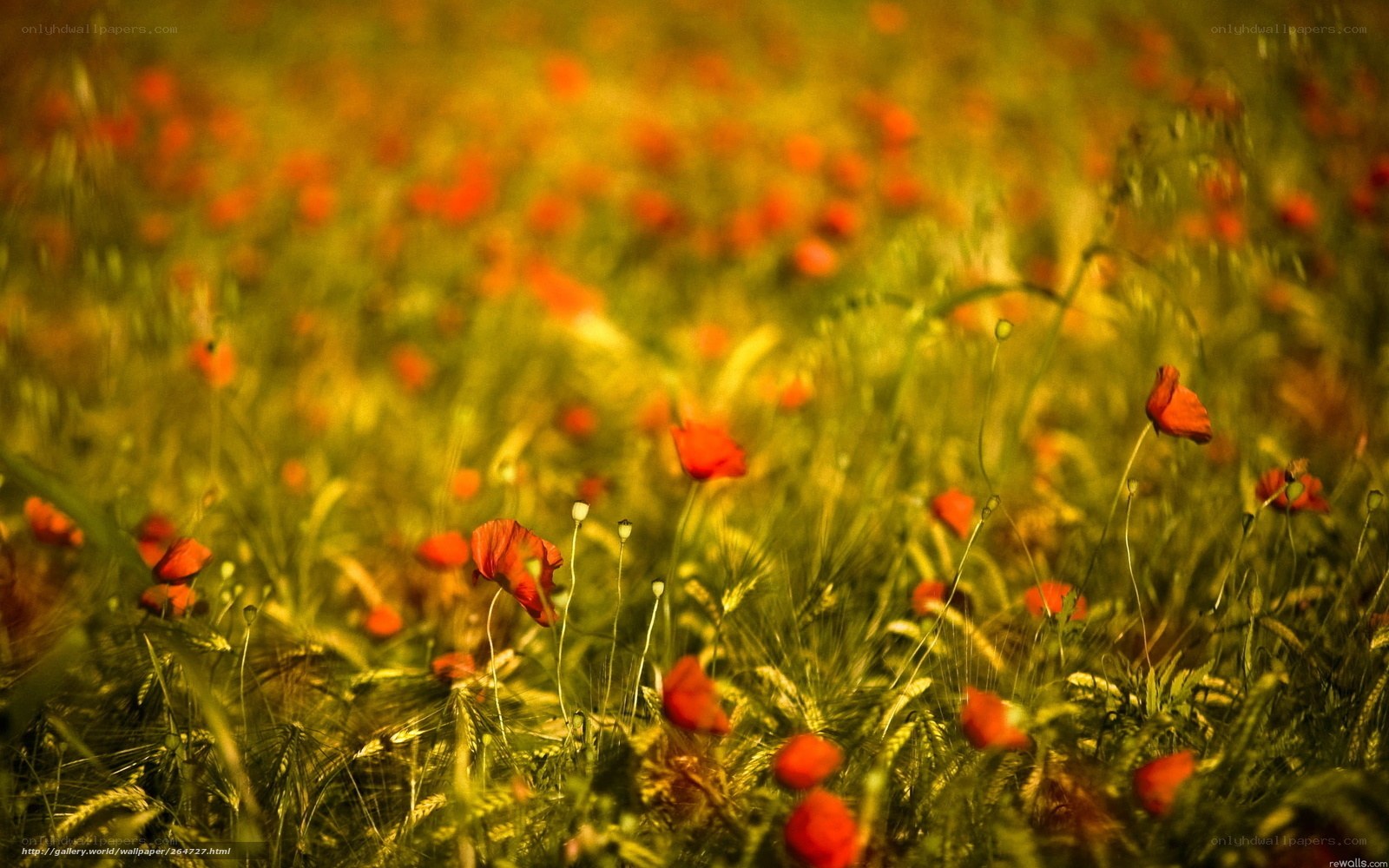 Red poppies in a green field