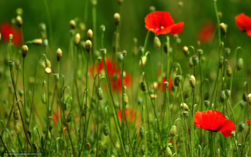 Red poppies in a green field