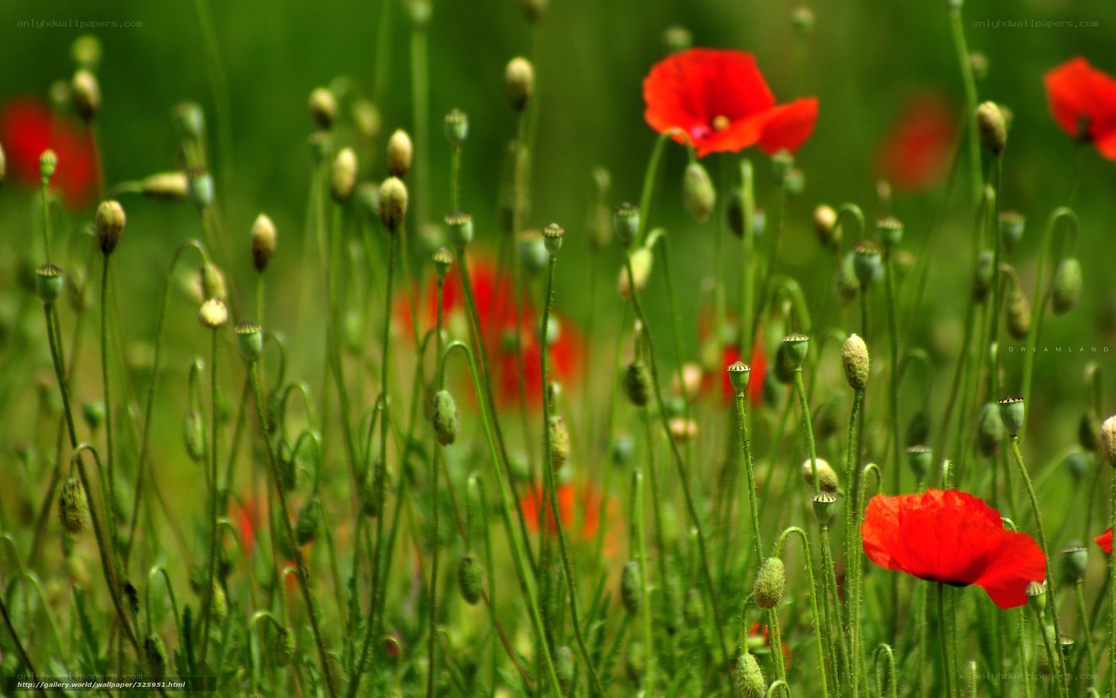 Red poppies in a green field