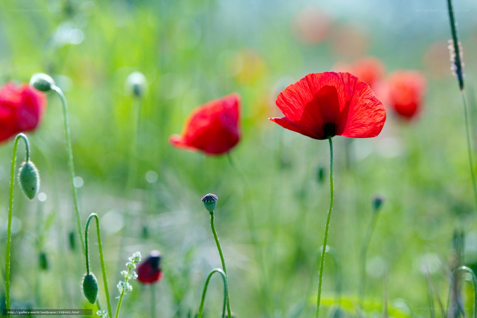 Red poppies in a green field