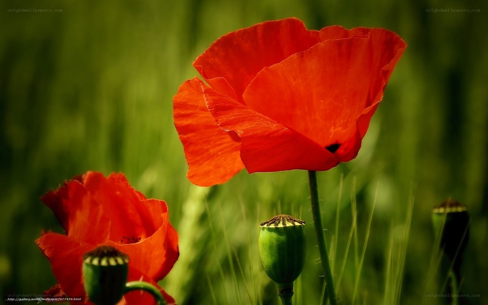 Red poppies in a green field