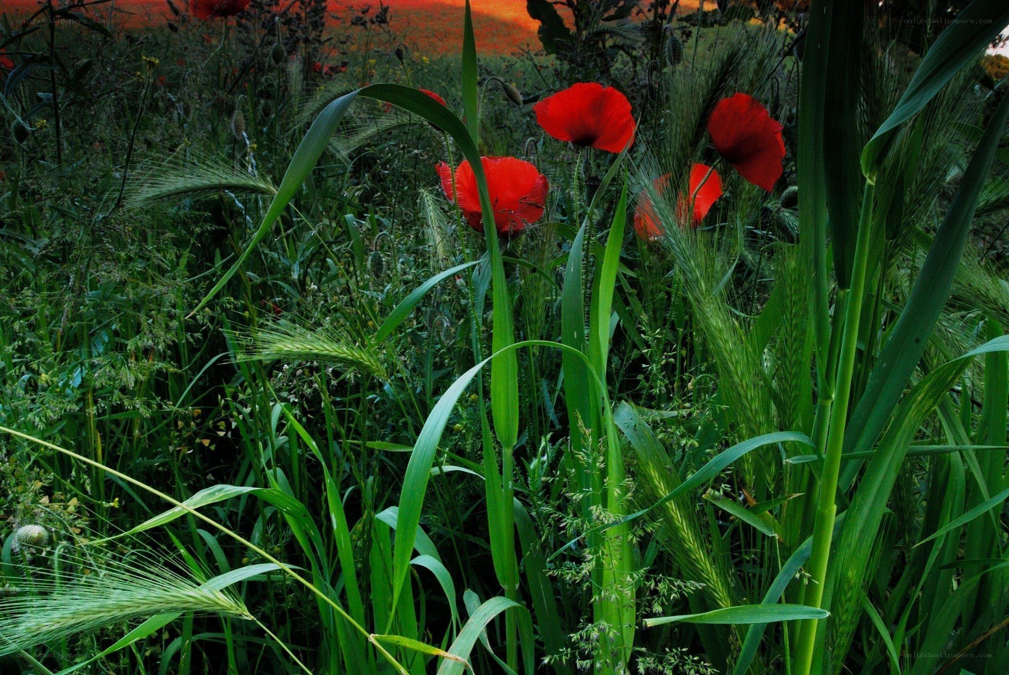 Red poppies in a green field