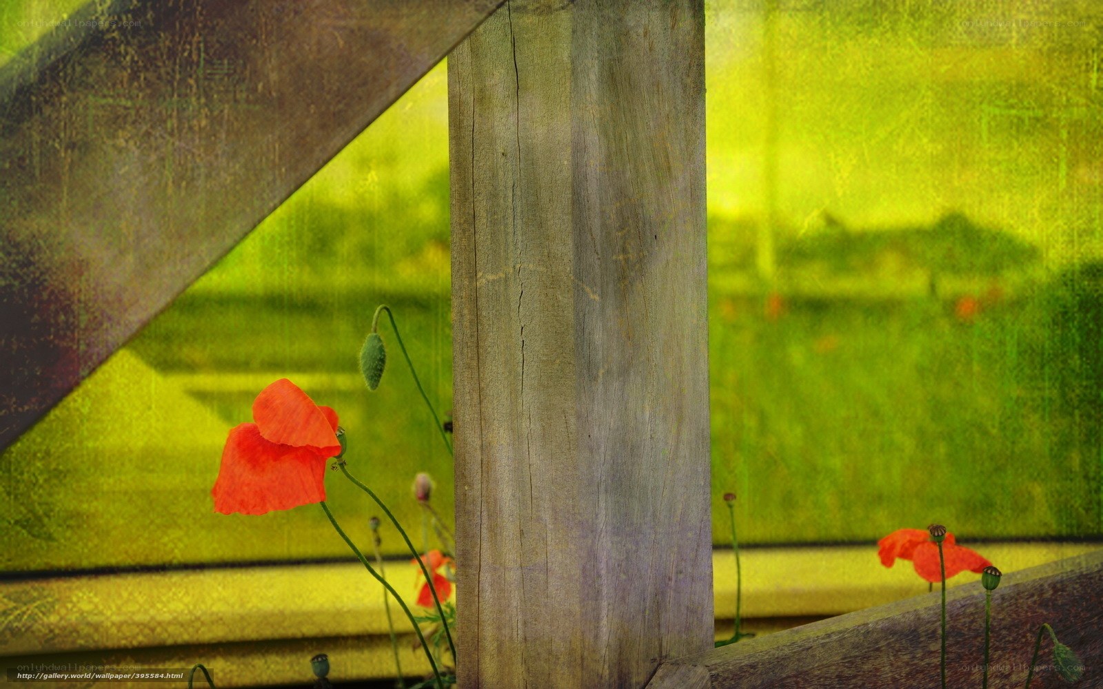 Red poppies in a green field