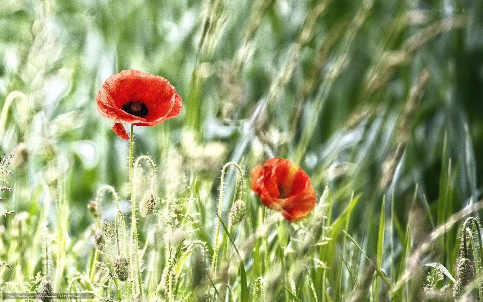 Red poppies in a green field